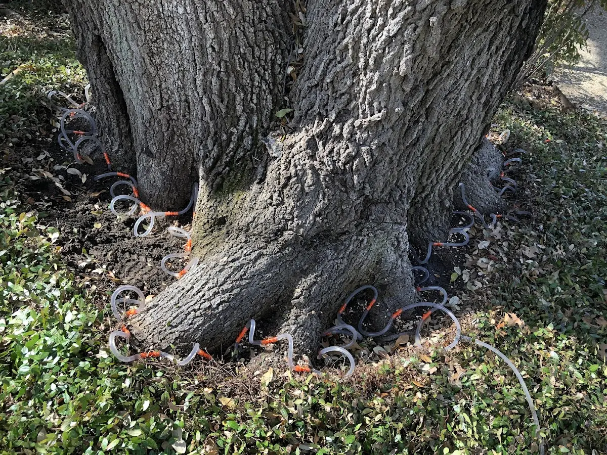 Detailed Tree Cabling and Bracing job site in Buckeystown